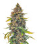 Grandmommy Purple Auto fem (Herbies Seeds) семена конопли