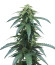 Roze Runtz fem (AlphaFem Seeds) семена конопли