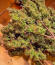 Also Know 47 Autoflower fem (Seedkeepers) семена конопли