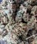 Amnesia Ganja Haze fem (Sumo Seeds) семена конопли