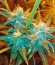 White Widow fem (Nirvana Seeds) семена конопли