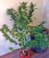 Wild Thailand fem (World of Seeds) семена конопли