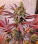 Purple Punch X Lemon Drizzle fem от Barney's Farm семена конопли