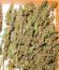 Семена конопли сорта Haze Auto