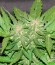 Cotton Candy Kush fem (Delicious Seeds) семена конопли