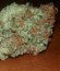 Green Mango Kush fem (Sumo Seeds) семена конопли