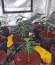 OG Kush fem (Humboldt Seeds) семена конопли