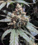 Sweet ZZ fem (RQS) семена конопли