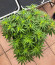Deep Mandarine CBD fem (Delicious Seeds) семена конопли