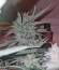 Peyote Cookies fem (Barney's Farm) семена конопли