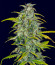Cherry Cola Auto fem (FastBuds) семена конопли