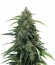 Buddha Syrup auto fem семена конопли