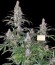 Kali Мist fem (Serious Seeds) семена конопли