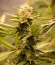 Black Dream fem (Eva Seeds) семена конопли