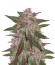 Cream Cookies auto fem (FastBuds) семена конопли