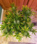 West Coast O.G. Auto fem (FastBuds) семена конопли