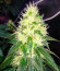 Za-Za OG fem (Herbies Seeds) семена конопли