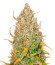 GMO Auto fem (Barney's Farm) семена конопли