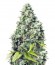 Grapefruit fem (Female Seeds) семена конопли