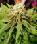 Lavanda Cream fem (Kalashnikov Seeds) семена конопли