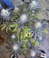 Mimosa X Orange Punch fem (Barney's Farm) семена конопли