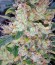 Wappa fem (Paradise Seeds) семена конопли