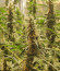 Russian Gold fem (Anaconda Seeds) семена конопли