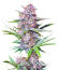 Bruce Banner Autoflower fem (Seedkeepers) семена конопли