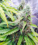 Slurricane fem (Advanced Seeds) семена конопли