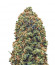 Bruce Banner (Monster Genetics) семена конопли
