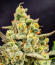 Cherry Cola Auto RF3 fem (FastBuds) семена конопли