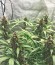 LSD-25 Auto fem сорт конопли