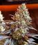 Punchberry Cookies RBX fem (Ethos Genetics) семена конопли