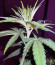 Tropicanna Banana fem (Barney's Farm) семена конопли
