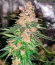 Ice Cream Cake fem (Barney's Farm) семена конопли