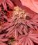 Banana Hammock RBX fem (Ethos Genetics) семена конопли