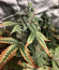 Lemon Pie Auto fem (FastBuds) семена конопли