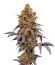 Lemon Cherry Runtz fem (FastBuds) семена конопли