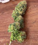 Lemon Tree от Barney's Farm семена конопли