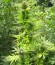 Purple Maroc fem (Female Seeds) семена конопли