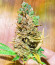 Sugar Black Rose Early Version fem (Delicious Seeds) семена конопли