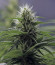 1024 fem (Medical Seeds) семена конопли