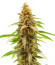 Cherry Pie fem (Advanced Seeds) семена конопли