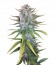 + Speed Auto fem (Sweet Seeds) семена конопли