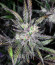 Wedding Cheesecake Auto fem (FastBuds) семена конопли