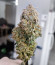 Apricot Auto fem (FastBuds) семена конопли
