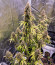 Cherry Cola Auto fem (FastBuds) семена конопли