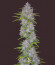 Orange Sherbet Auto fem (FastBuds) семена конопли