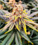 Sherbert Gorilla fem (Dr. Krippling Seeds) семена конопли
