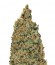 Mind Cantrol fem (Dr. Krippling Seeds) семена конопли